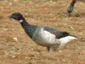 Grey-bellied Brent Goose